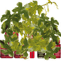 Wine Vine Sticker by Apivita