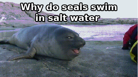 seal approval GIF