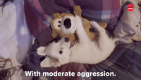 With Moderate Aggression