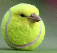 Bird Tennis GIF