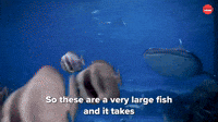 Large Fish