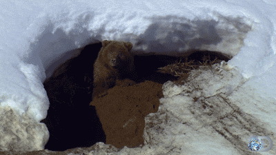 hibernation