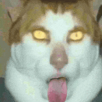 Cat Tounge GIF