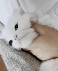 Baby Love GIF
