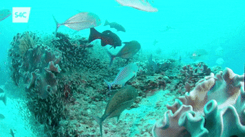 great barrier reef GIF by S4C