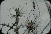 Music Video Flower GIF by Refresh Records