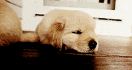 exhaustion let me sleep GIF