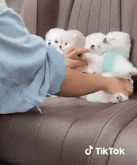 Chien Animaux GIF by TikTok France