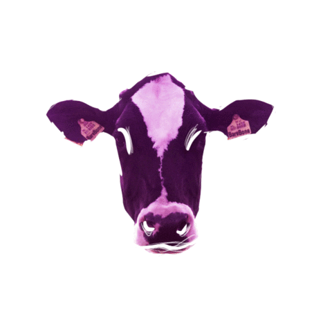 BareBoneMedia giphyupload animation sketch cow Sticker