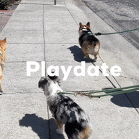 Dog Corgi GIF