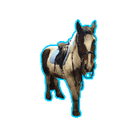 Horse Pony Sticker by RRC