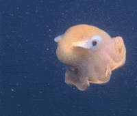 Monterey Bay Aquarium Ocean GIF