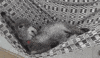 Relax No GIF by ViralHog