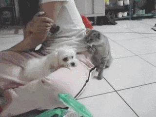 Video gif. Small white dog sits on the lap of a girl, laying its head down on her leg. A gray cat sits next to the girl and pats gently at the dog a few times saying, “Hey…hey…” as the dog ignores it saying, “...go away…” The cat continues to pat the dog until the dog looks at it saying, “What do you want?” The cat pauses and slaps the dog hard saying, “Uhm…Tag you’re it!” The dog chases the cat in anger.