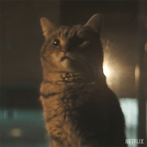 Dead Boys Talking Cat GIF by NETFLIX