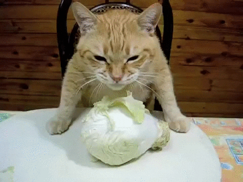Corned Beef And Cabbage Cat GIF