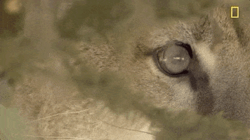 natgeochannel nat geo yellowstone yellowstone live prey baby boom GIF