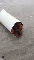 'Wonderful' Australian Octopus Mother Rolls Pipe Full of Eggs Into Ocean