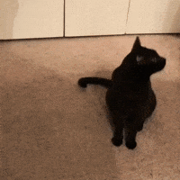 Black Cat Clone GIF