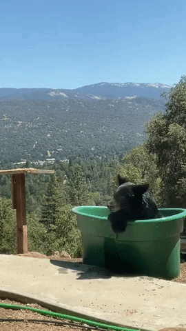 Bear Cools Off in Tub Against Scenic Backdrop