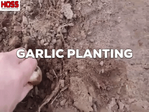 brenhaas giphygifmaker garlic gardenchat southern gardening GIF