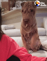 tapping shar pei GIF by The Dodo
