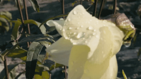 kyunghwanjung giphyupload GIF