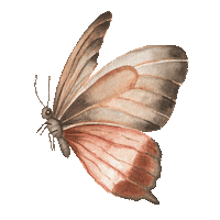 leituraseeu borboleta leituraseeu Sticker