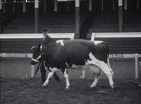 Sound And Vision Walk GIF by Beeld en Geluid