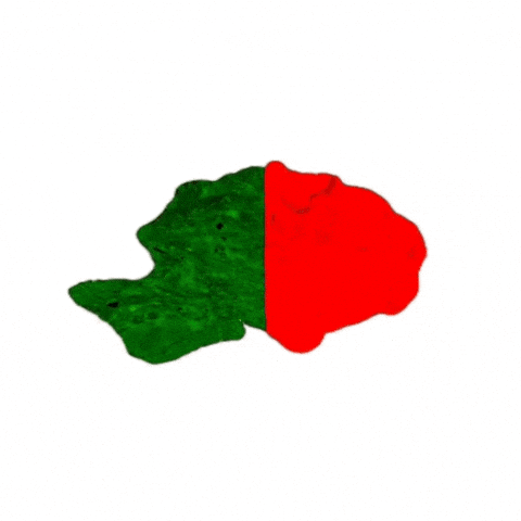 Kyrgyzstan Kyrgyz GIF