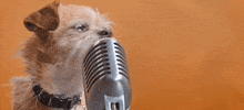 Best Friends Whatever GIF by Best Friends Animal Society
