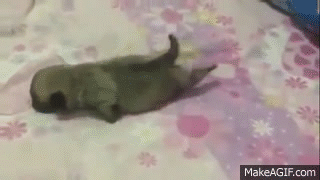 crawling GIF