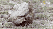 african cats monday GIF by Nat Geo Wild 