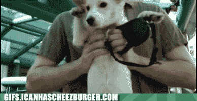 dog waving GIF by Cheezburger