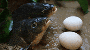 Fish Feeding GIF by UnusualCooking