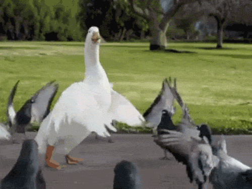 duck pigeon GIF