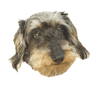 dachshund vantheman Sticker by beangoods