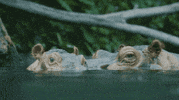 Baby Animals Wink GIF by San Diego Zoo Wildlife Alliance