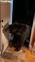Bear Politely Closes Door