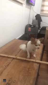‘Stick to the Steps!’ Light-Footed Dog Nails the Traditional Philippine Folk Dance