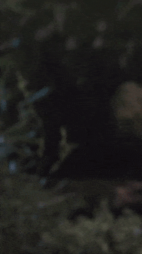 Halloween Dinosaur GIF by Schleich Inc.