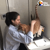 Work From Home Pets GIF by The Dodo