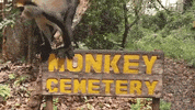 for91days monkey africa monkeys ghana GIF