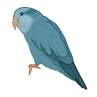 BirdsKnees bb bluebird wwsticker birdsknees Sticker