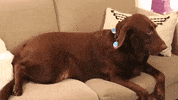 Creighton1878 dog blah creighton blah blah blah GIF