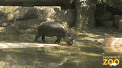 Cute Animals Hippo GIF by Brookfield Zoo
