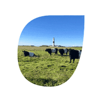 SyltKampen sylt kampen kampensylt einflirtfürsleben Sticker