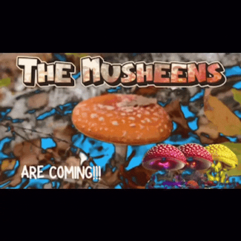 Westy3000 westy3000 the musheens GIF