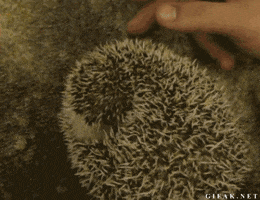stretch GIF