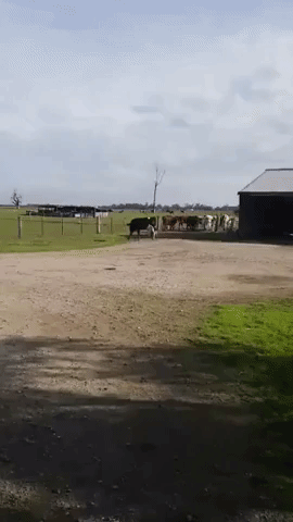 Fearless Two-Year-Old Herds Cattle With Ease